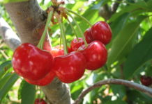 Ciliegio nano 1129 0 Ciliegio nano.JPG